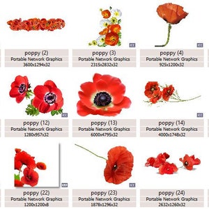 K&ouml;nnte beinhalten: Eine Sammlung von 25 digitalen Bildern von roten Mohnblumen, einige mit wei&szlig;en Zentren, in verschiedenen Posen und Anordnungen. Die Bilder sind mit dem Wort "Mohnblume" und einer Nummer von 1 bis 25 beschriftet. Die Bilder sind alle in hoher Aufl&ouml;sung und perfekt f&uuml;r die Verwendung in digitalen Designprojekten.