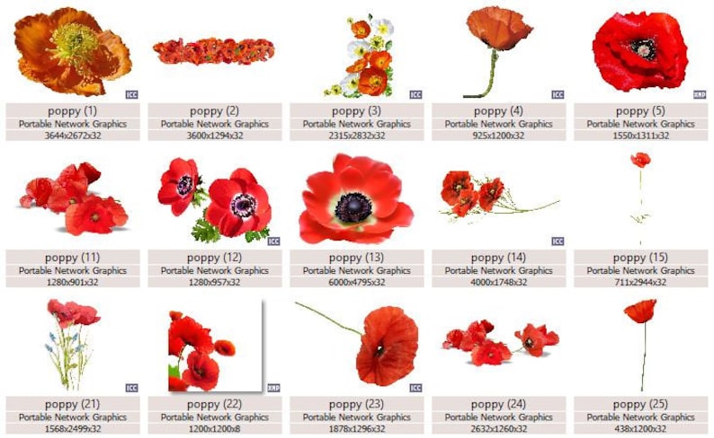 K&ouml;nnte beinhalten: Eine Sammlung von 25 digitalen Bildern von roten Mohnblumen, einige mit wei&szlig;en Zentren, in verschiedenen Posen und Anordnungen. Die Bilder sind mit dem Wort "Mohnblume" und einer Nummer von 1 bis 25 beschriftet. Die Bilder sind alle in hoher Aufl&ouml;sung und perfekt f&uuml;r die Verwendung in digitalen Designprojekten.