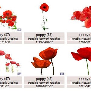 K&ouml;nnte beinhalten: Eine Sammlung digitaler Bilder mit roten Mohnblumen in verschiedenen Anordnungen. Einige Bilder zeigen einzelne Mohnblumen, andere zeigen Gruppen von Mohnblumen. Ein Bild zeigt ein Feld mit Mohnblumen und gr&uuml;nem Gras.