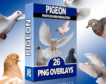 Sovrapposizioni PNG di piccioni e colombe - Clipart di uccelli bianchi e pacifici per Photoshop, matrimoni, scene naturali e composizione digitale