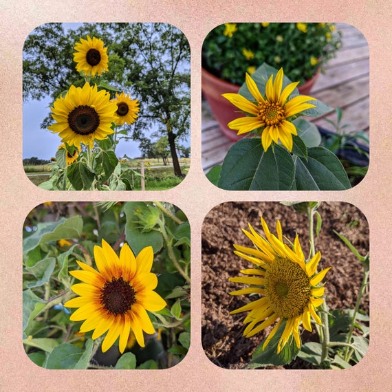Mixed Sunflower Seeds Bulk - Etsy Israel