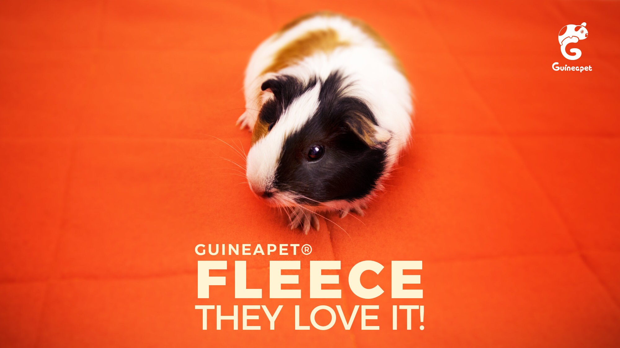 Guineapet 2x1 C C 4 Layers Fleece Cage Liner Soft Bedding Etsy 日本