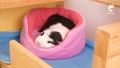 Guineapet® Cuddle Cup / Small Bed with FREE pee pad included.  For Guinea Pigs, Rabbits, Chinchillas, Hedgehogs, Rats, and other small pets. product logo