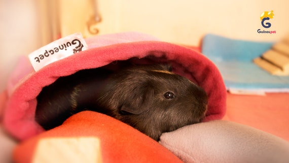 Hamster Guinea Pig Hedgehog Rat and Rabbit Vet Grade Pet Bedding Cage Liners 