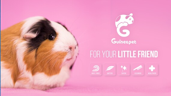 Living world cheap guinea pig
