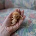 see more listings in the Pet custom Blythe  doll section