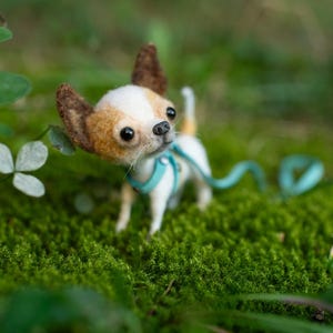 Op de afbeelding: Een klein, wit en bruin chihuahua hondenspeelgoed met bruine oren en blauwe ogen. De hond draagt een blauwe harnas en riem en staat op groen mos.