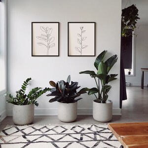 May include: Two black framed line art prints of plants hang on a white wall above three potted plants. The plants are in gray pots and are on a white and black patterned rug.