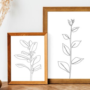 May include: Two framed line art prints of plants with simple black outlines on white backgrounds. The prints are in wooden frames with a natural wood finish.
