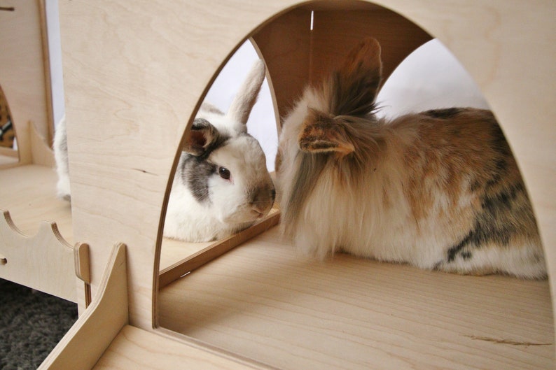 May include: Two rabbits, one white with gray markings and one brown and white, looking at each other through a wooden archway.