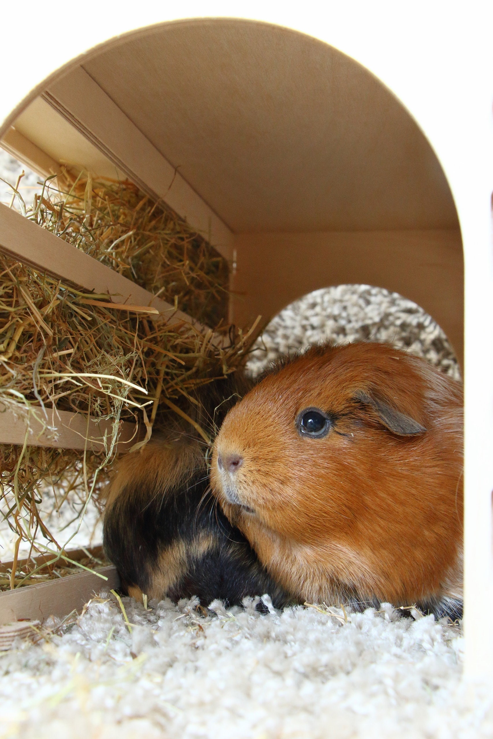 Guinea pig hay tunnel hotsell