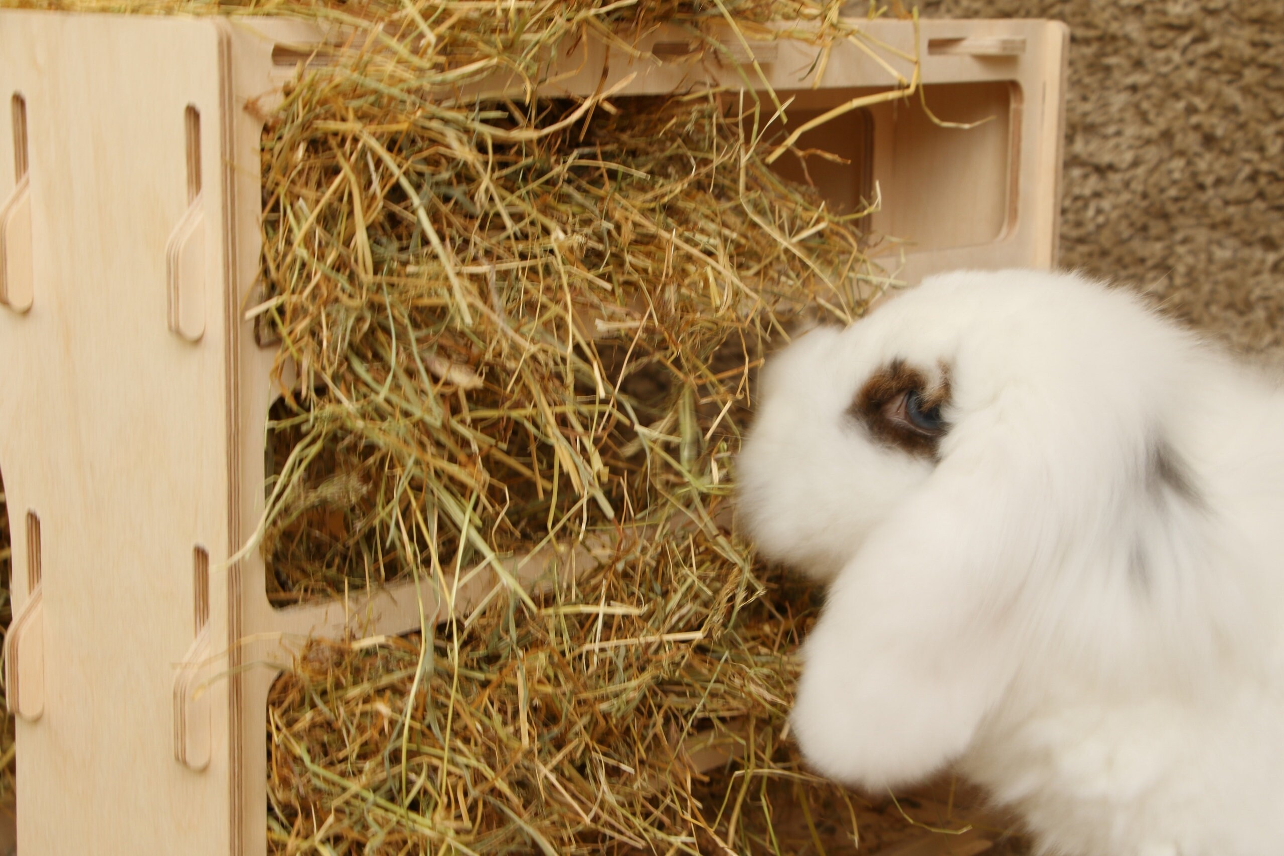 Rabbit Hay Tunnel Formaldehyde Free Non Toxic Wooden Slot Etsy UK