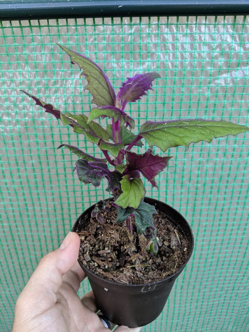 Rare Purple Passion Plant gynura aurantiaca sarmentosa Etsy