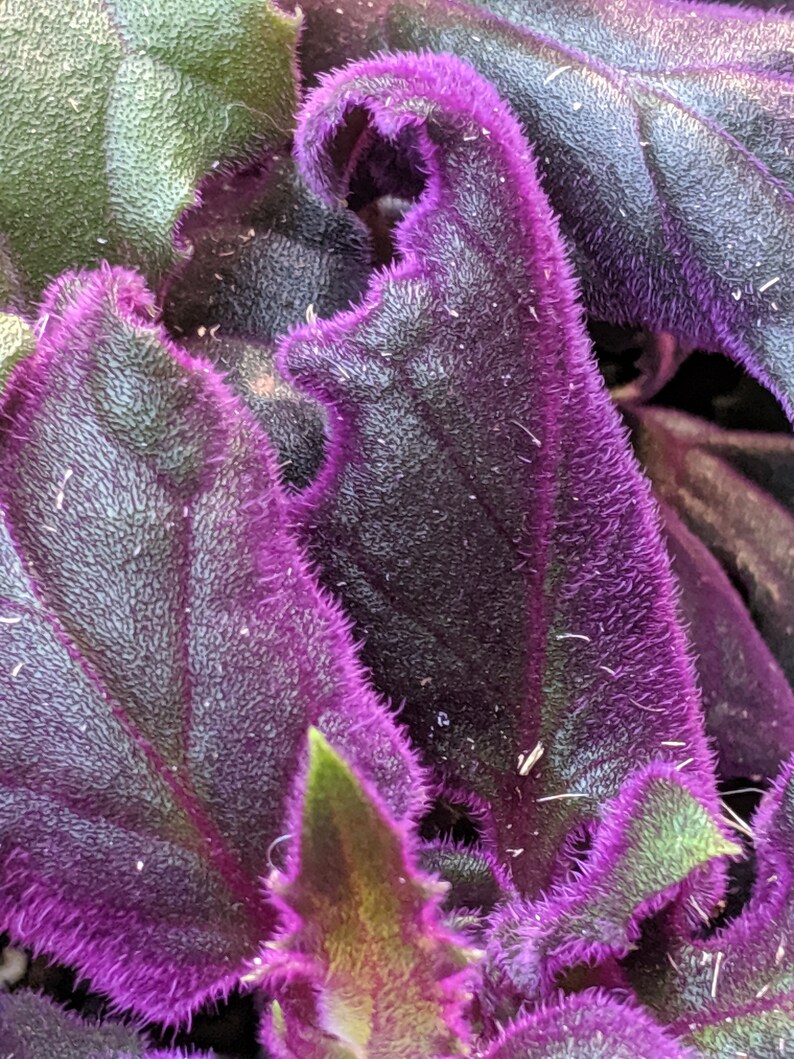 Rare Purple Passion Plant gynura aurantiaca sarmentosa Etsy