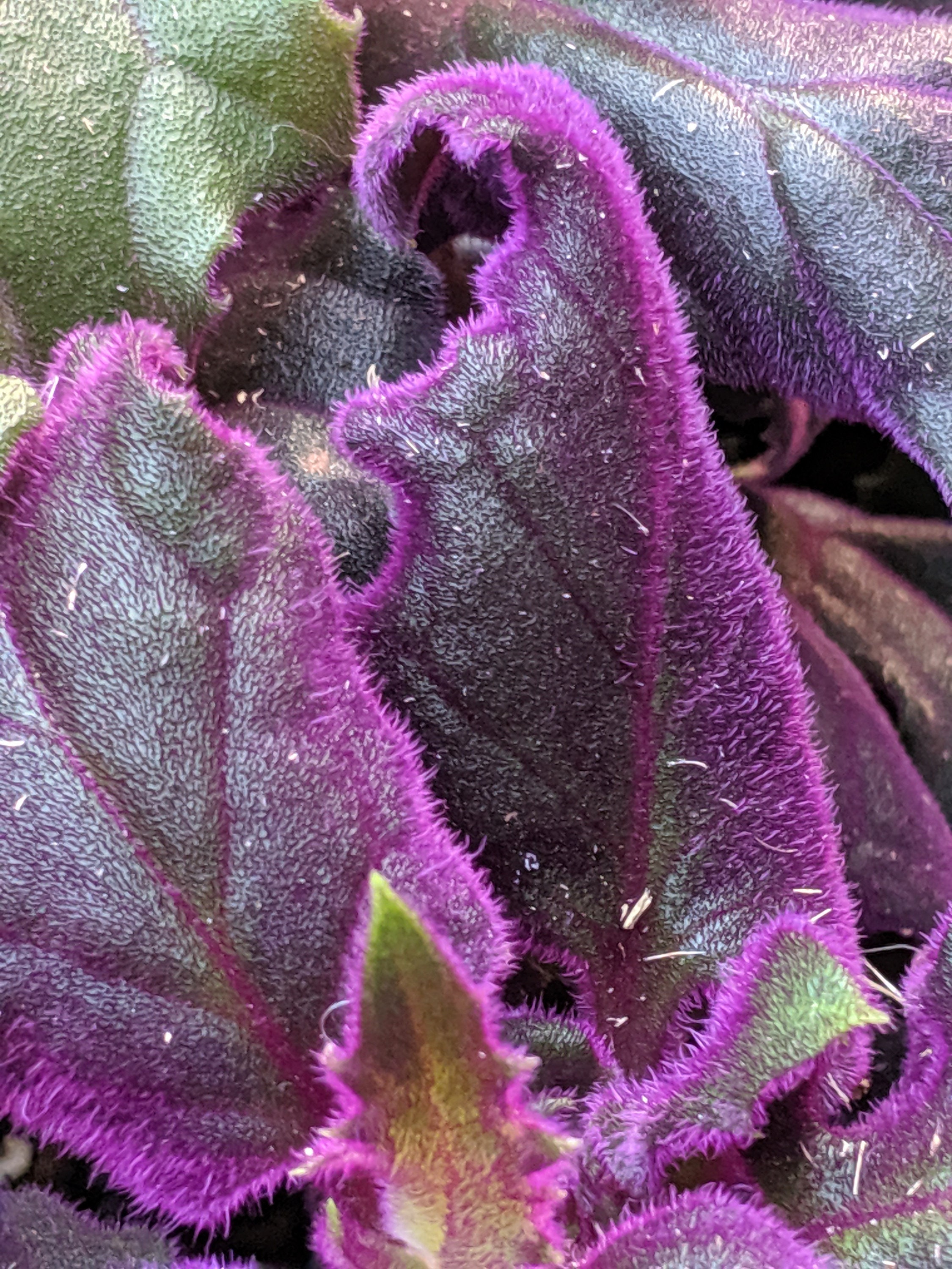 Rare Purple Passion Plant gynura Aurantiaca Sarmentosa Etsy