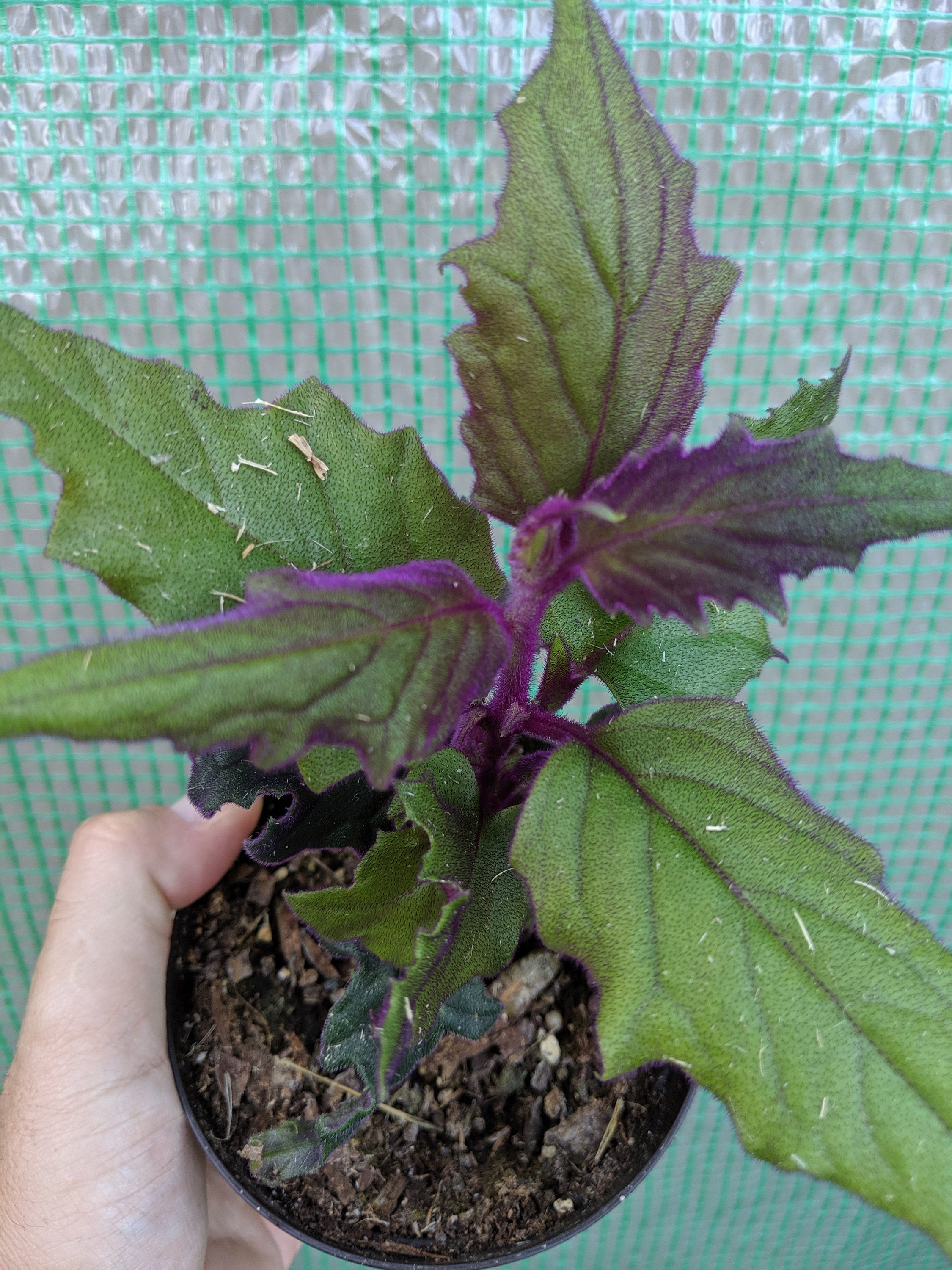 Rare Purple Passion Plant gynura Aurantiaca Sarmentosa Etsy