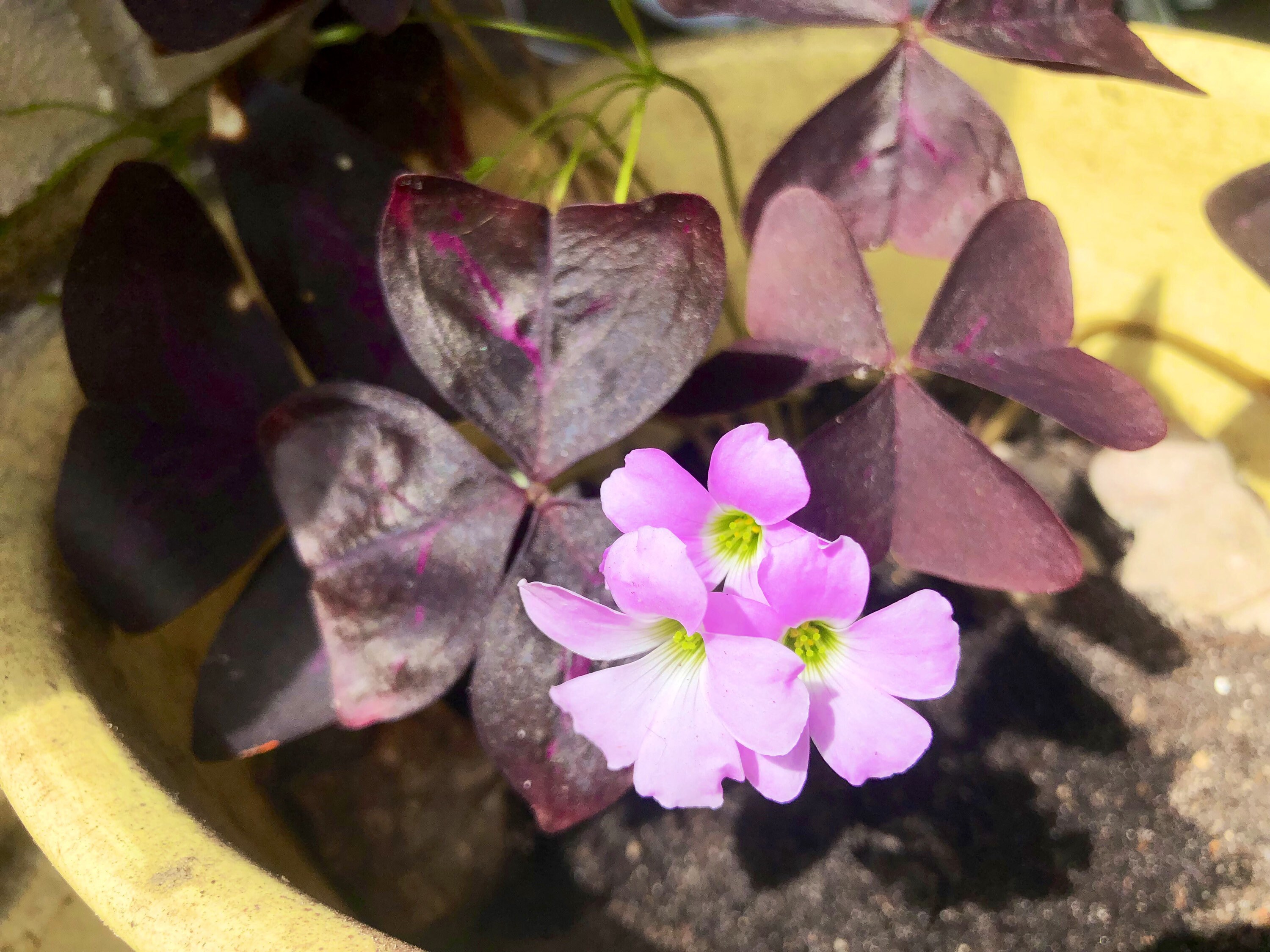 Occalis Triangularis OXALIS TRIANGULARIS. - Etsy