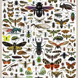 Riesen Insekten Poster DIN A0 (84x118,4cm) Heimische Vielfalt