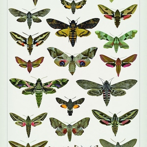 Peut inclure: Une affiche illustrant 20 types de papillons de nuit différents, avec leurs noms scientifiques indiqués sous chaque image. L'affiche est intitulée "Die Schwärmer Mitteleuropas", ce qui se traduit par "Les Sphinx d'Europe centrale".