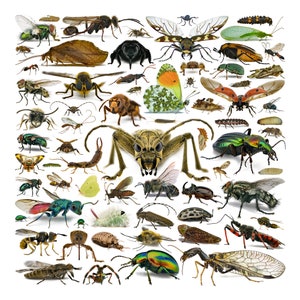 Insects - works of art of evolution, frontal and lateral views, square collage 45 x 45 cm