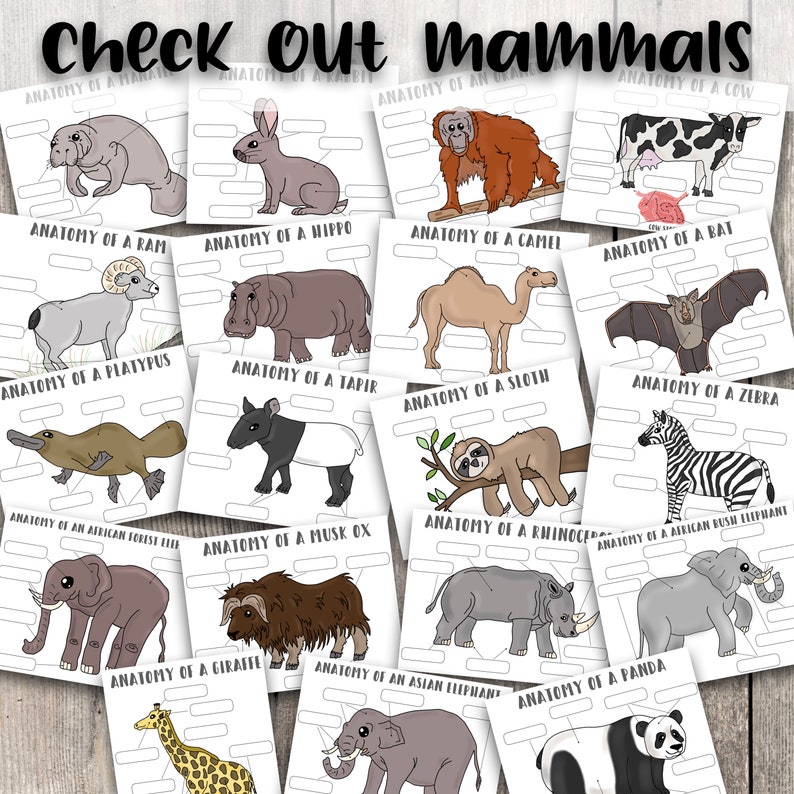 Marine Biology Anatomy Worksheets Printable Digital Download - Etsy