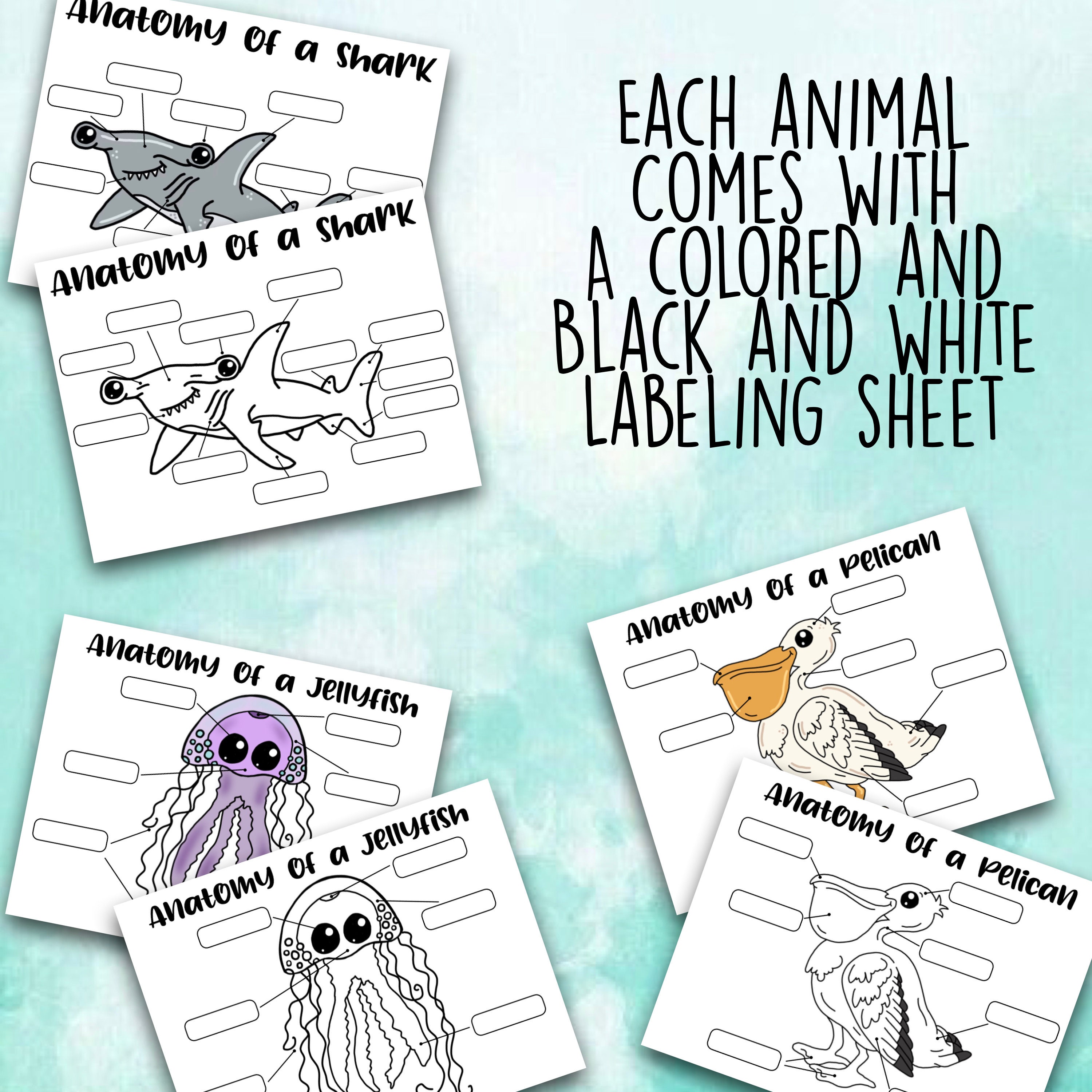 Marine Biology Anatomy Worksheets Printable Digital Download Etsy