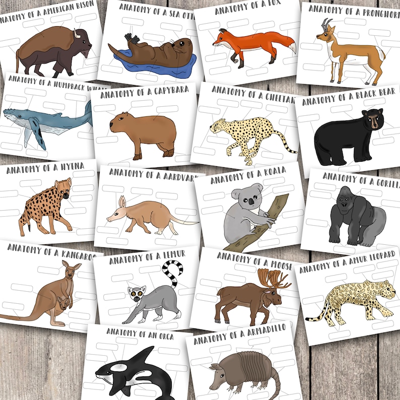 Mammal Anatomy Labeling Worksheets Printable Digital | Etsy