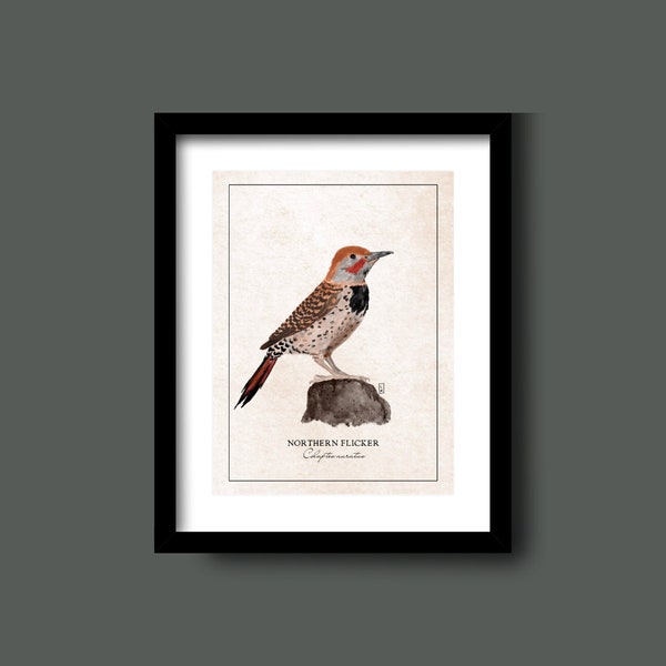 5x7 Vintage Northern Flicker Print | Vintage Bird Print | Northern Flicker Print | Hand-designed Northern Flicker Print
