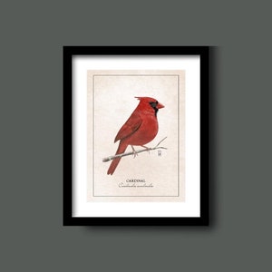 5x7 Vintage Cardinal Print | Vintage Bird Print | Cardinal Bird Print | Hand-designed Cardinal Print