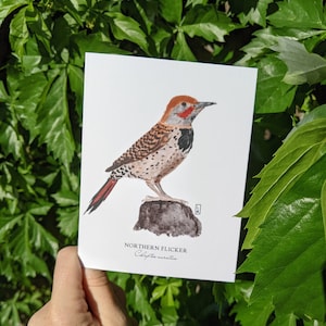 May include: A watercolor illustration of a Northern Flicker bird, also known as Colaptes auratus, perched on a rock. The bird has a red head, black and white markings, and a long, pointed beak.