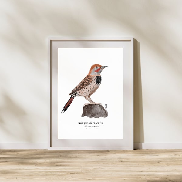 5x7 Northern Flicker Print | Bird Print | Woodpecker Print | Hand-designed Northern Flicker Print