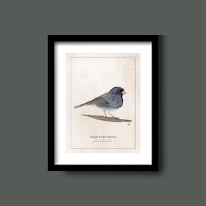 May include: A watercolor illustration of a dark-eyed junco, a small songbird with a gray body, black head, and white belly, perched on a branch. The text "DARK-EYED JUNCO" and "Junco hyemalis" is below the bird.