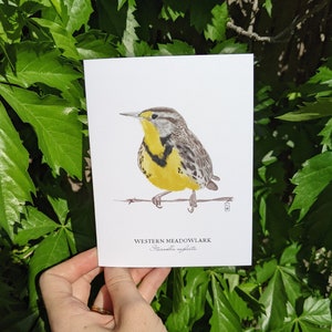 Western Meadowlark Note Card | Meadowlark Greeting Card | Bird Note Card | Blank Folded Note Card | 5.5&quot; x 4.25&quot; Note Card