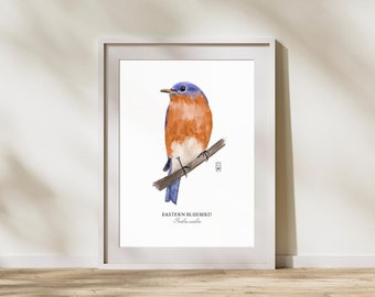 5x7 Eastern Bluebird Print | Bird Print | Bluebird Print | Hand-designed Eastern Bluebird Print