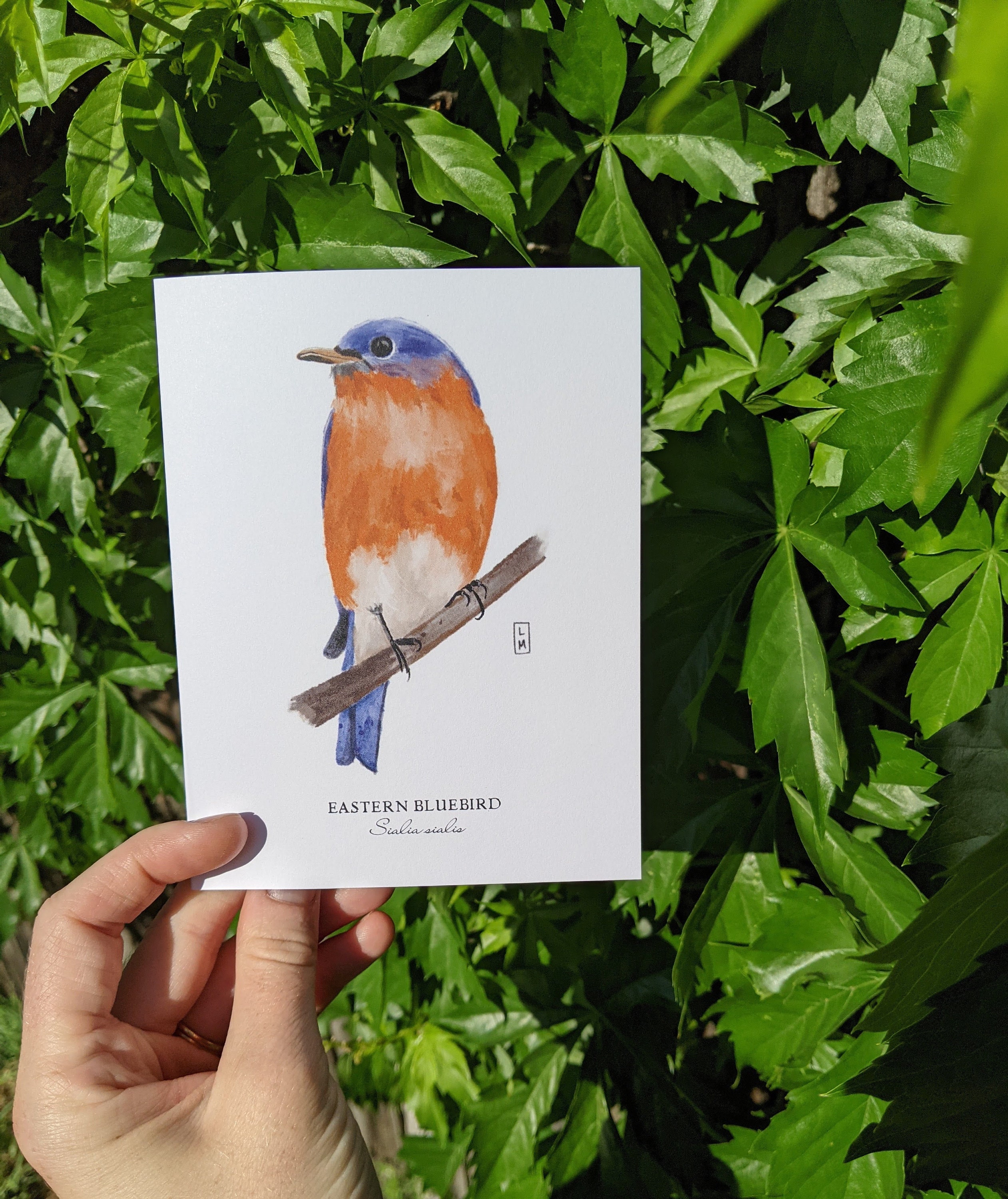 Bird Note Cards Set of 7 Bird Greeting Cards Set of 7 Bird Note Cards
