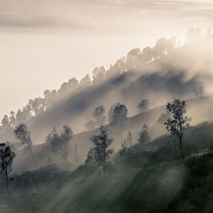 Könnte beinhalten: Ein nebliger Berghang mit einem Wald aus Bäumen, die sich vor dem Morgenlicht abzeichnen. Der Nebel erzeugt eine weiche, ätherische Atmosphäre.