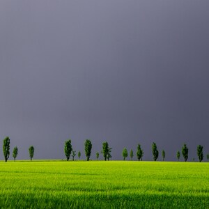 Könnte beinhalten: Eine Reihe grüner Bäume ragen vor einem dunkelgrauen Himmel empor, mit einem Feld aus grünem Gras im Vordergrund.