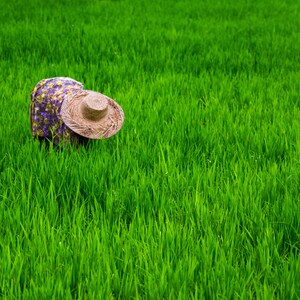 Rice Farmer, Bali, Ubud, Rice Terrace, Travel, Indonesia, Wallpaper, Photograph