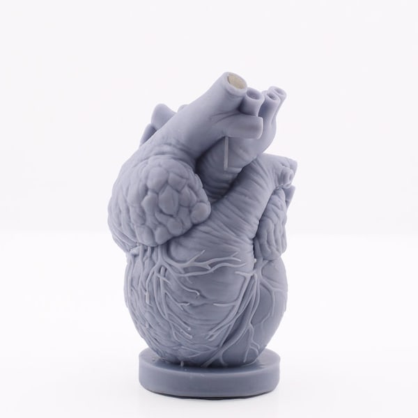 Human heart anatomical 3D silicone mold, concrete, soap, Valentine's Day, candle mold, resin, Gothic, altar, love , Halloween, witchcraft