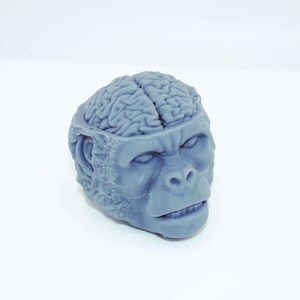 Peut inclure: Une sculpture grise représentant une tête de singe avec le sommet du crâne ouvert pour révéler un cerveau détaillé. Le singe a un sourcil froncé et la bouche légèrement ouverte, lui donnant une expression sérieuse. La sculpture est sur une surface blanche.