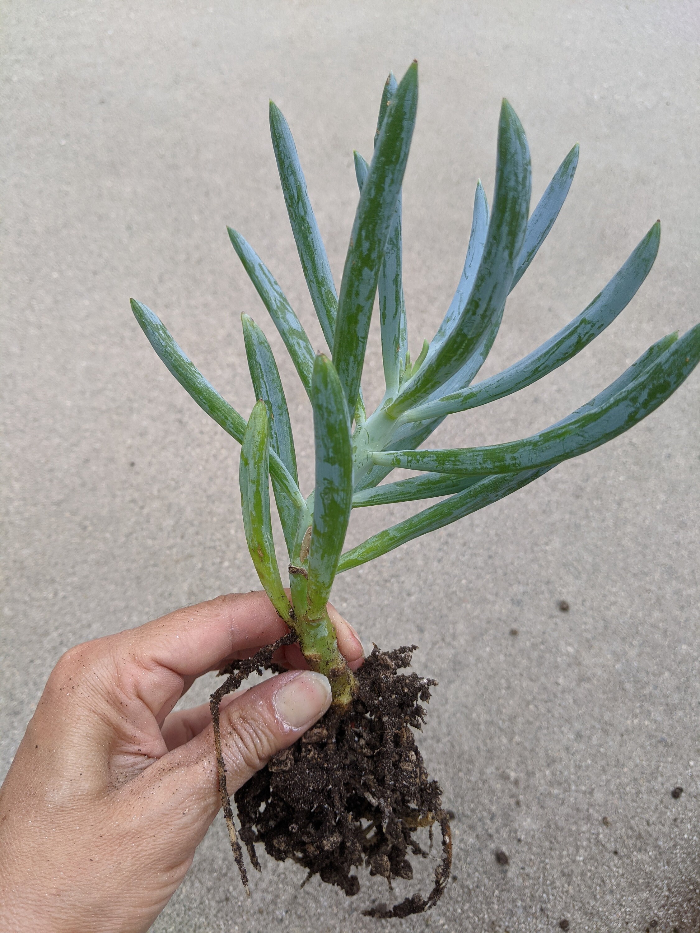 curio repens curio repens