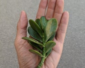 Jade plant, jade tree, crassula ovata, lucky plant, money plant, 1 unrooted succulent plant cutting