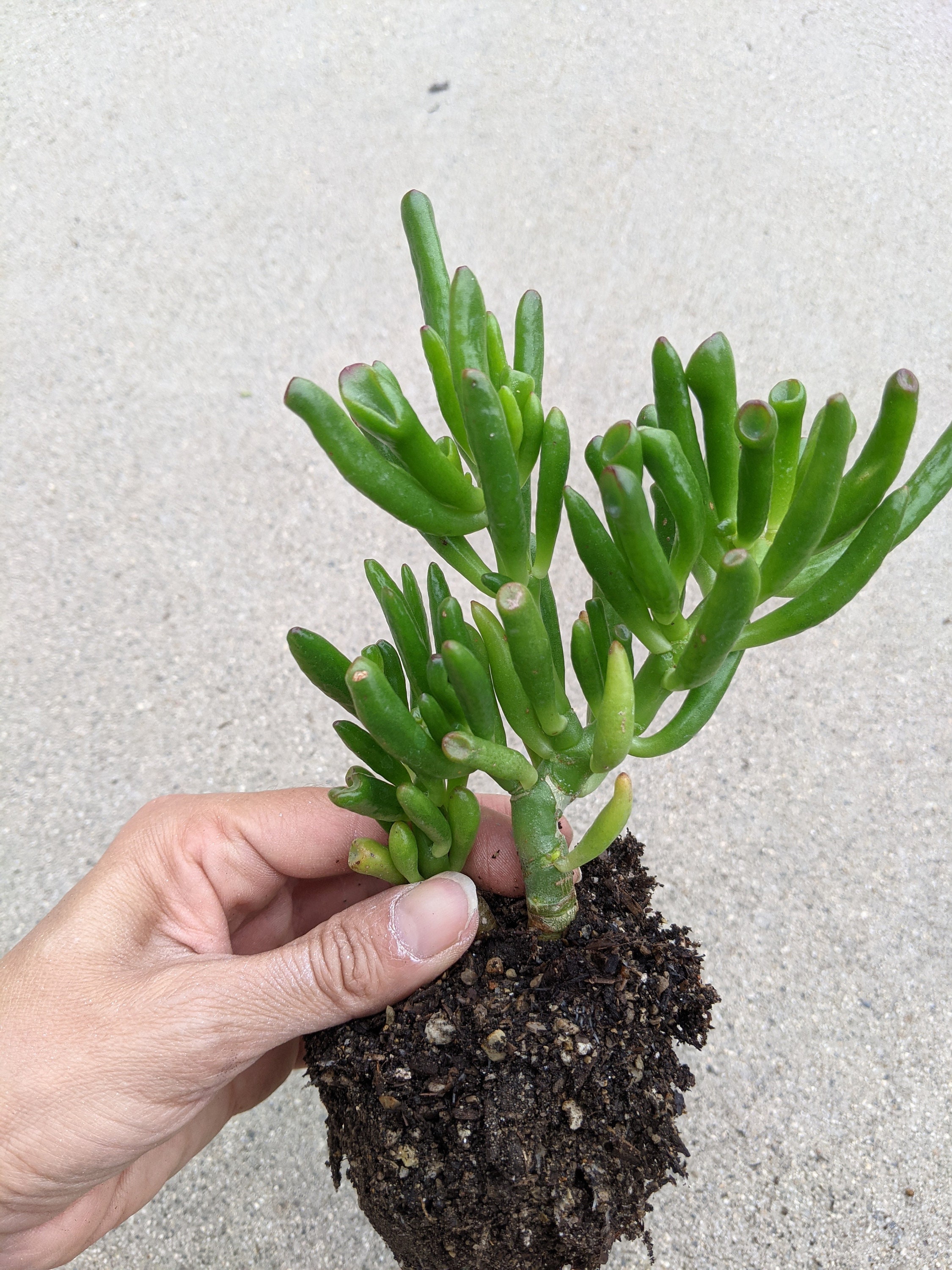 Gollum Jade plant 3 rooted Crassula ovata gollum ogre ear Etsy Gollum Jade plant 3 rooted Crassula ovata gollum ogre ear Etsy