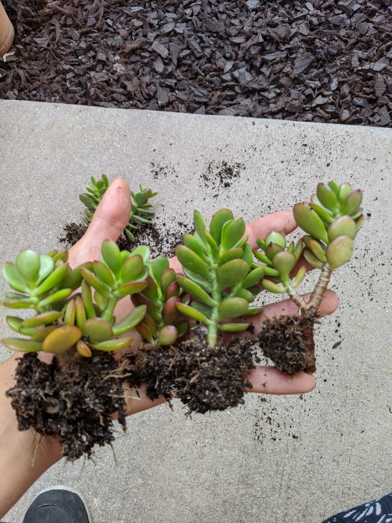 Crassula rooted jade plant cuttings set of 8 rooted plants