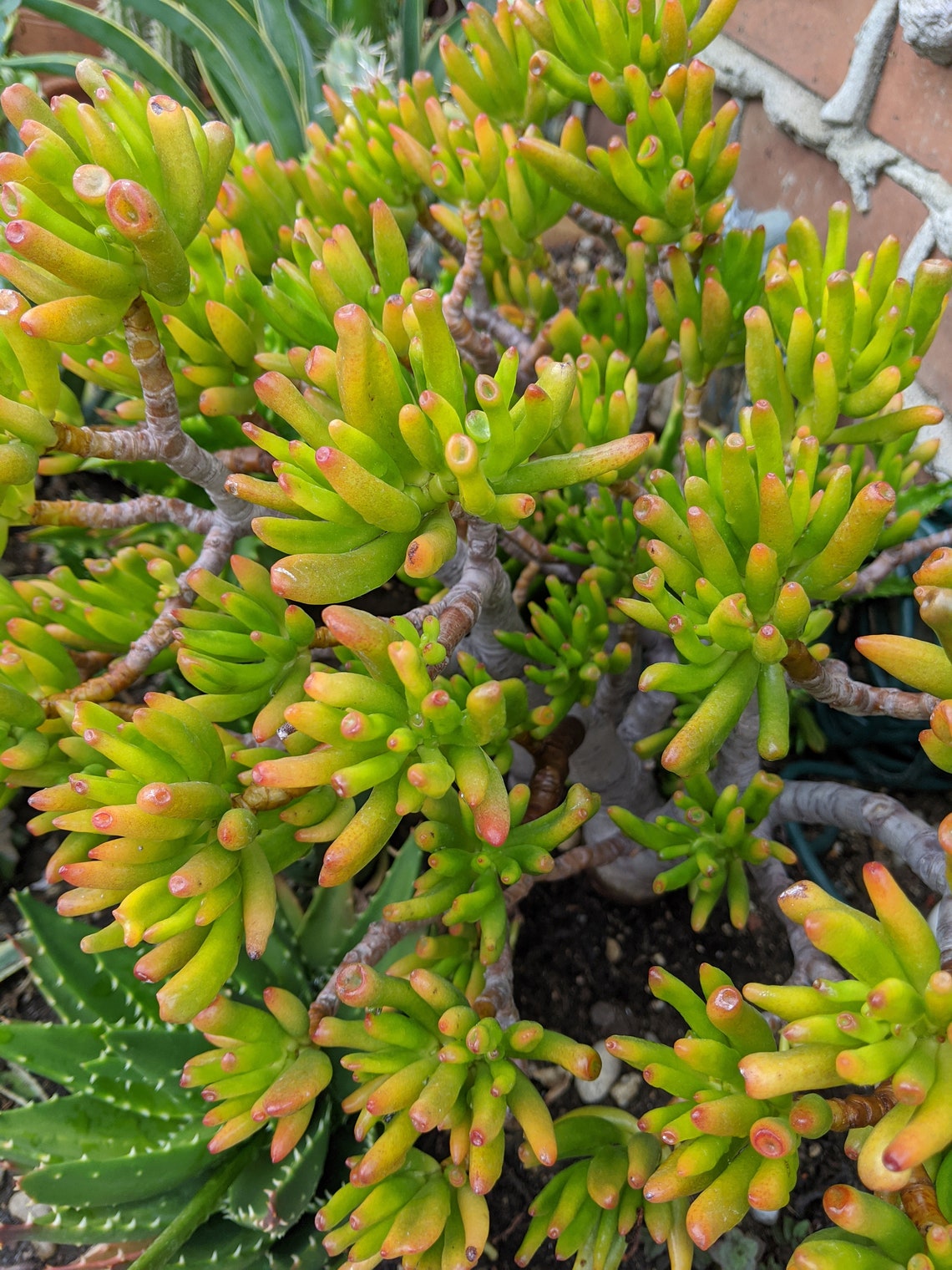 Gollum Jade plant Crassula ovata gollum ogre ear plant Etsy
