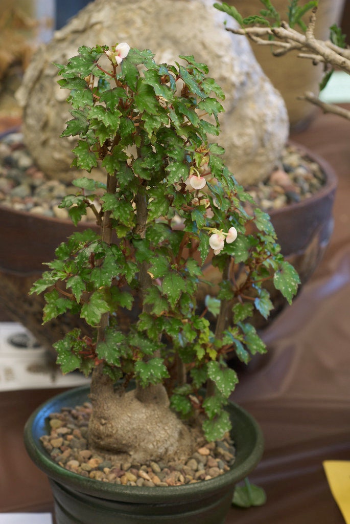 Graines Fraiches de Begonia Dregei