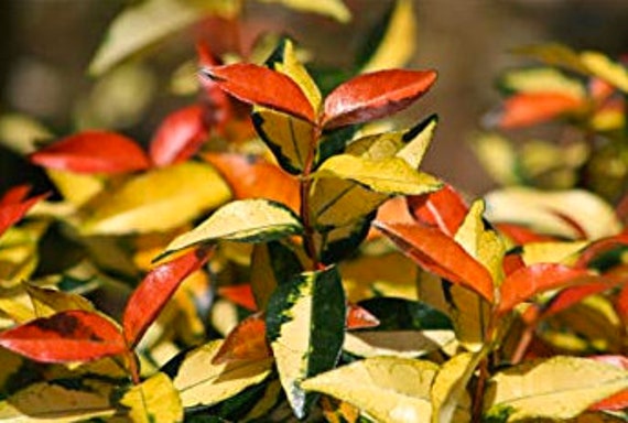 Trachelospermum Jasminoides | Ogon Nishiki