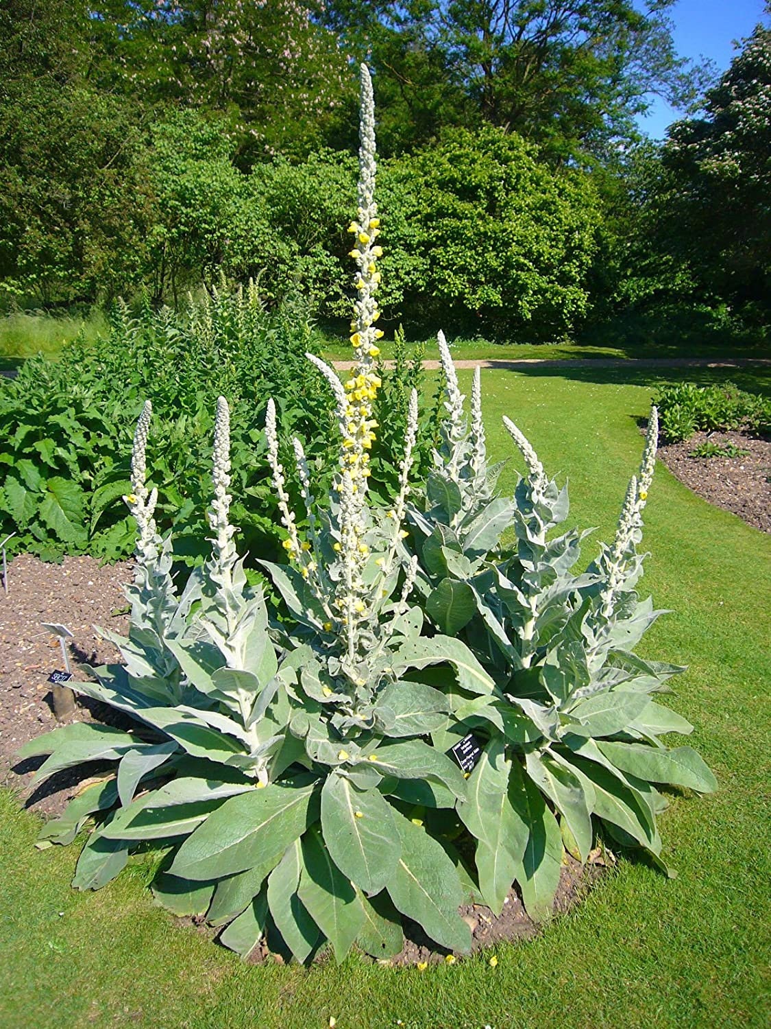 Verbascum Nigrum