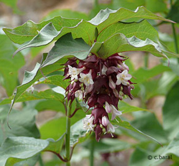 Leycesteria Formosa