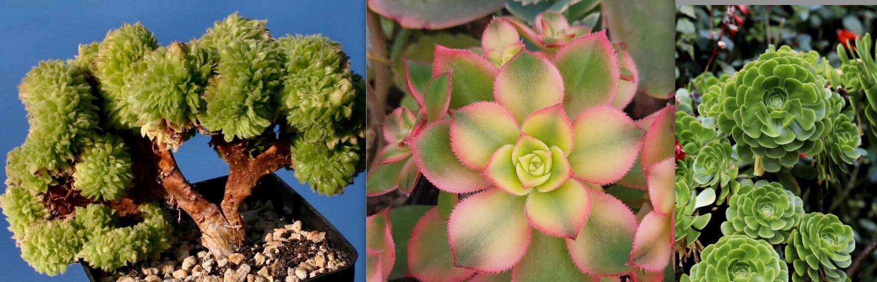 Collection d'aeonium | Lot de 3 Variétés